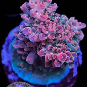 Acropora TK Pink Lady
