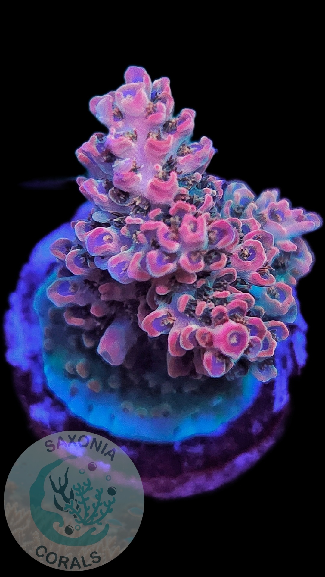 Acropora TK Pink Lady