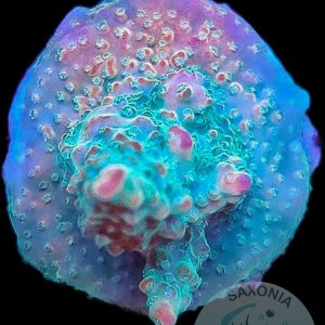 Acropora TK Rainbow Loom WYSIWYG