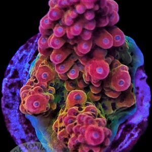 Acropora TK Matzes Dream WYSIWYG