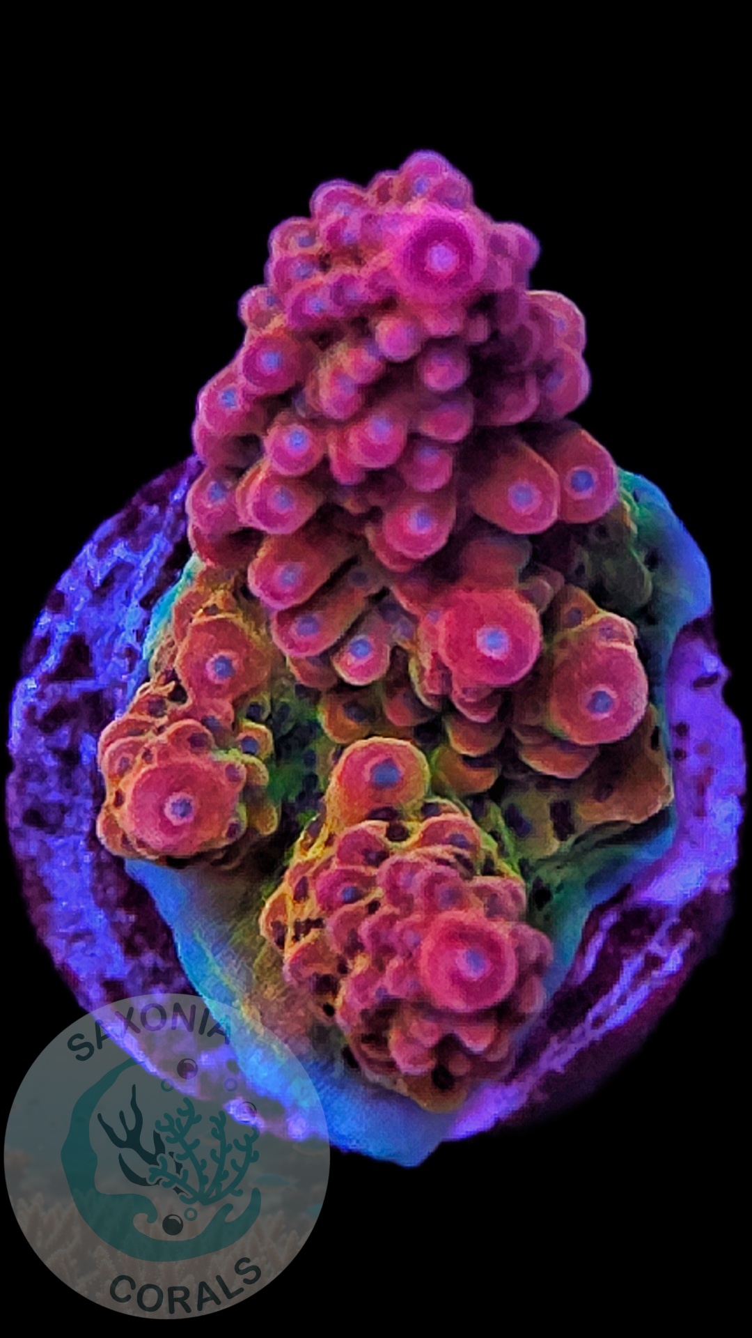 Acropora TK Matzes Dream WYSIWYG