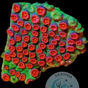 Cyphastrea Meteor Shower WYSIWYG