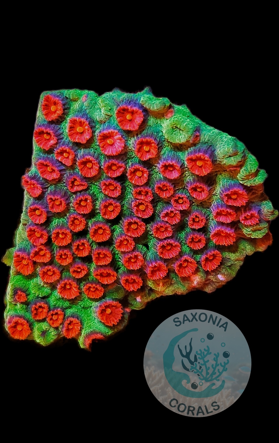 Cyphastrea Meteor Shower WYSIWYG
